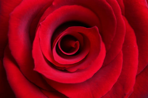 Red rose blossom macro. Extreme close-up with shallow depth of field.