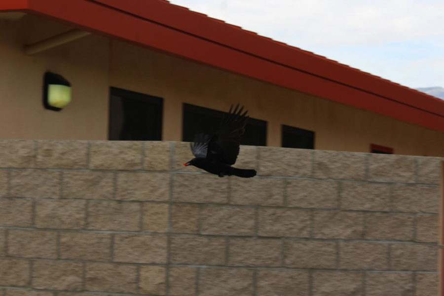 Devious Crow