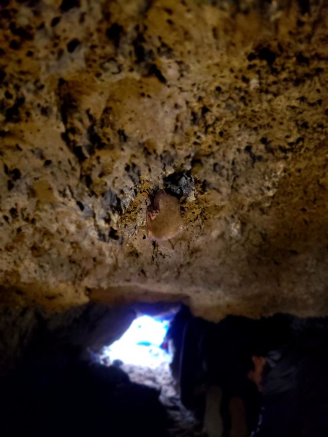 Bat on ceiling of lava tube