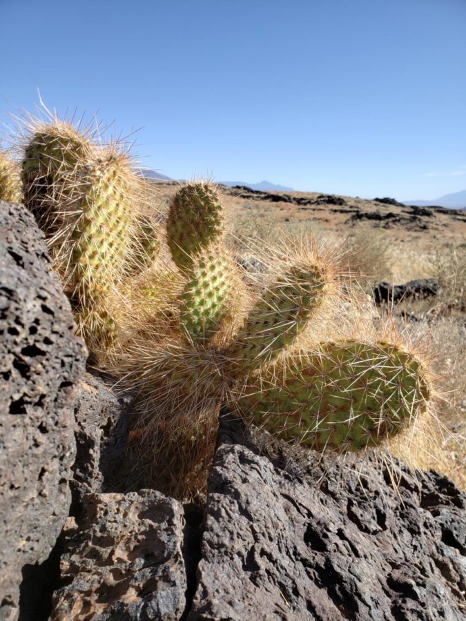 Cactus on rock