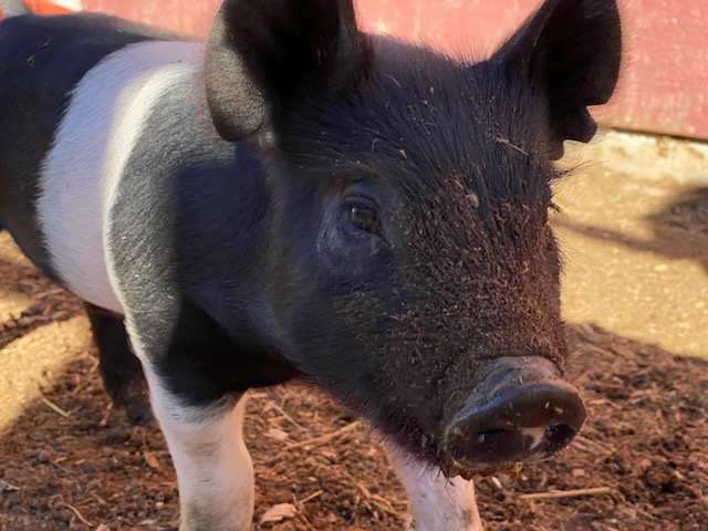 Baby piglet born at the FFA Farm.