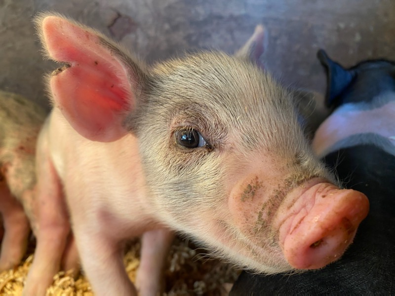 2 week old baby piglet born at the FFA Farm.