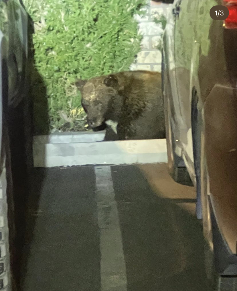The Bear. Photo courtesy of Bishop Police Department 